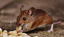 24 Hour & Emergency Exterminators in Hwy Accident Bureau, IL